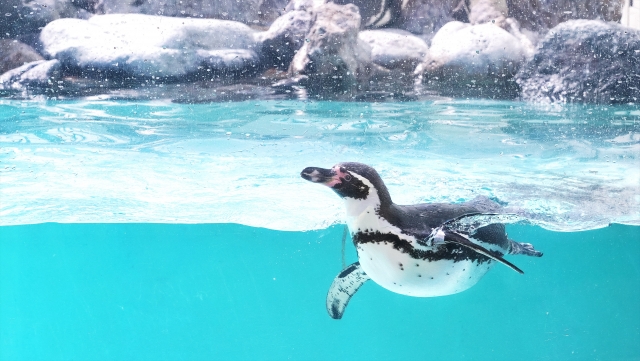 小樽水族館のペンギン