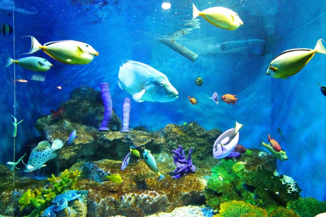 小樽水族館の綺麗な魚たち